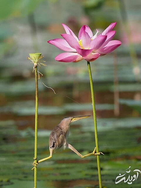 عکس‌های کمدی برگزیده از حیات‌وحش